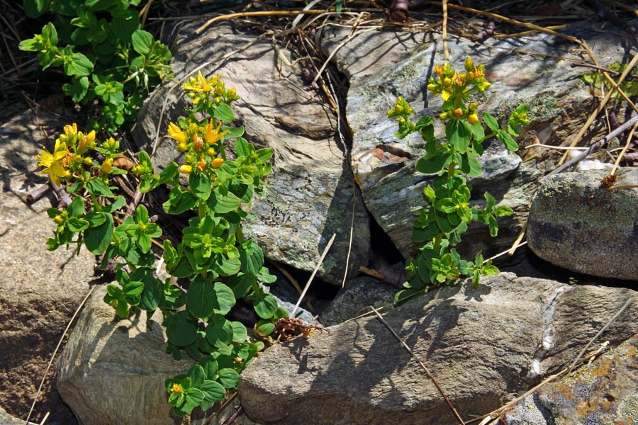 Hypericum tetrapterum / Erba di San Giovanni alata